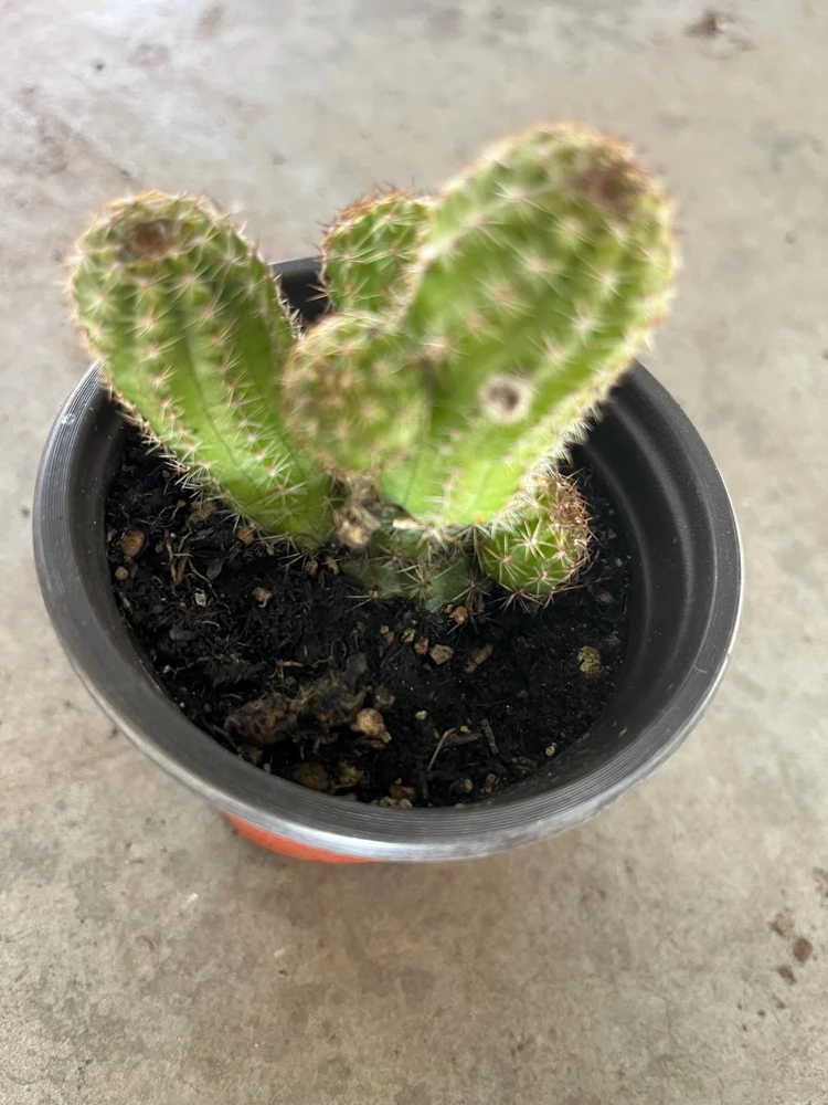 Peanut Cactus Live Plant - Rhipsalis - 4 inch Pot - Indoor/Outdoor Succulent - Image 4