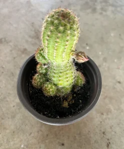 Peanut Cactus Live Plant - Rhipsalis - 4 inch Pot - Indoor/Outdoor Succulent - Image 5