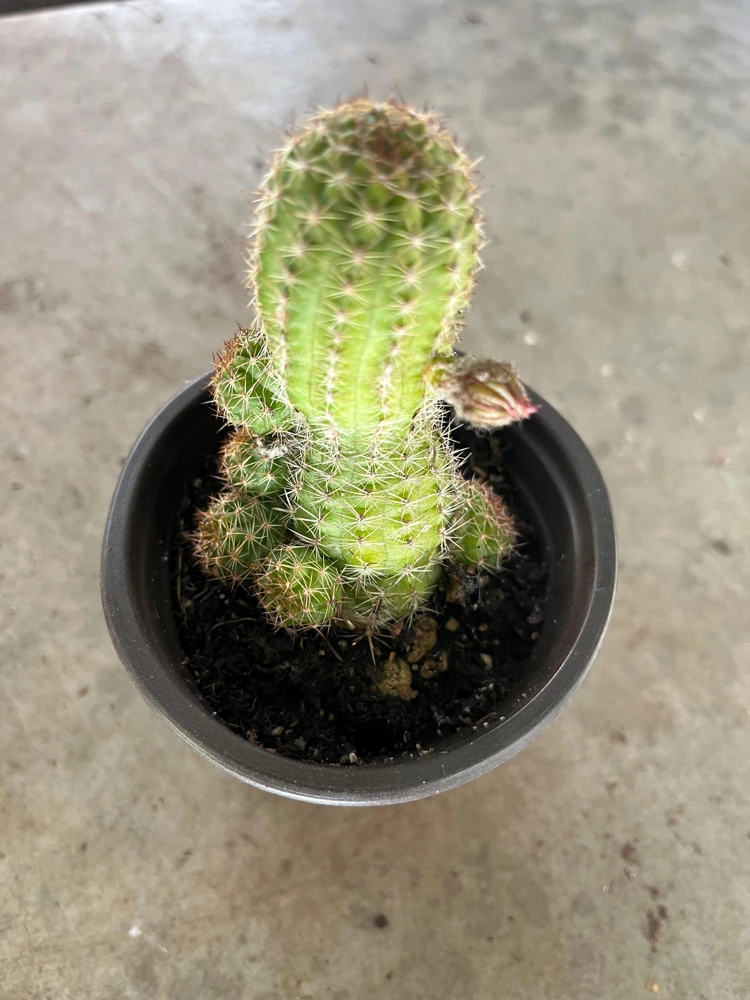 Peanut Cactus Live Plant - Rhipsalis - 4 inch Pot - Indoor/Outdoor Succulent - Image 5