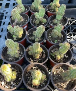Peanut Cactus Live Plant - Rhipsalis - 4 inch Pot - Indoor/Outdoor Succulent - Image 6