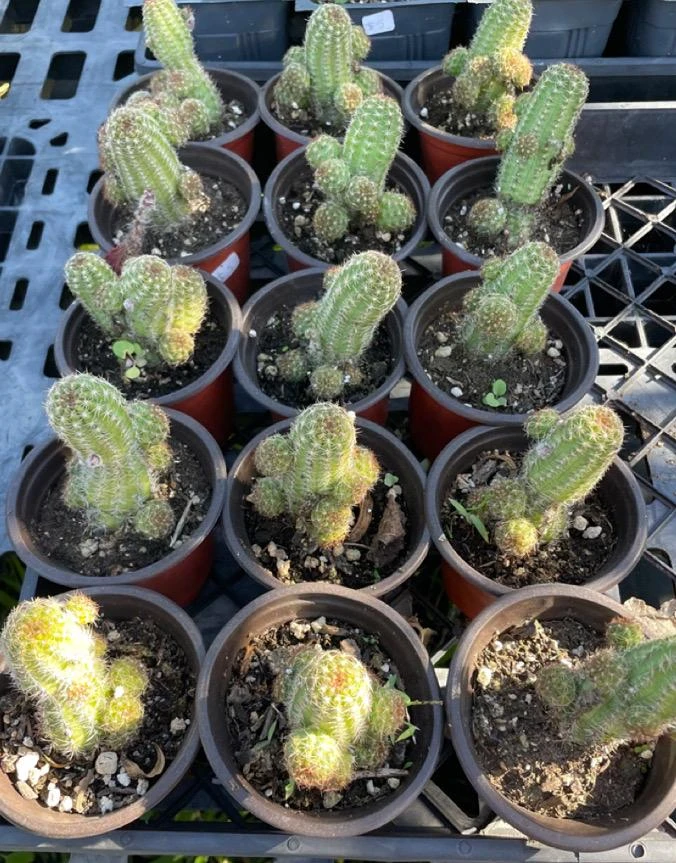 Peanut Cactus Live Plant - Rhipsalis - 4 inch Pot - Indoor/Outdoor Succulent - Image 6