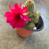 Peanut Cactus Live Plant - Rhipsalis - 4 inch Pot - Indoor/Outdoor Succulent - Image 1