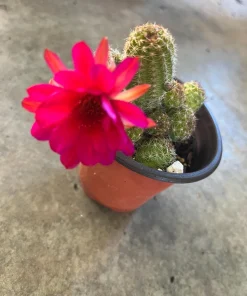 Peanut Cactus Live Plant - Rhipsalis - 4 inch Pot - Indoor/Outdoor Succulent - Image 1