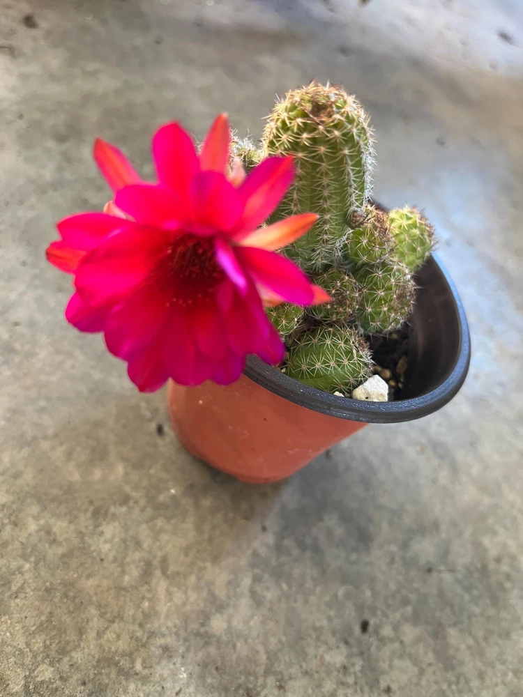Peanut Cactus Live Plant - Rhipsalis - 4 inch Pot - Indoor/Outdoor Succulent - Image 1