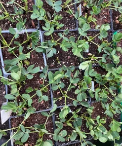 Peanut Live Plant – 3 Non-GMO Organic Plants in 4 inch Pot – Edible Groundnut - Image 4