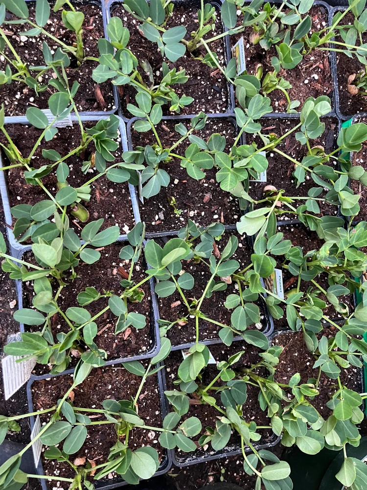 Peanut Live Plant – 3 Non-GMO Organic Plants in 4 inch Pot – Edible Groundnut - Image 4