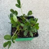 Peanut Live Plant – 3 Non-GMO Organic Plants in 4 inch Pot – Edible Groundnut - Image 1