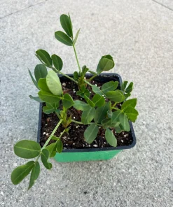 Peanut Live Plant – 3 Non-GMO Organic Plants in 4 inch Pot – Edible Groundnut - Image 1
