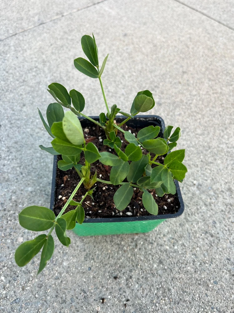 Peanut Live Plant – 3 Non-GMO Organic Plants in 4 inch Pot – Edible Groundnut - Image 1