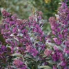 Pearl Glam Beautyberry Live Plant – Callicarpa – 4" Pot – Dark Purple Foliage - Image 1