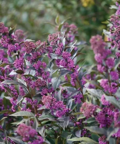 Pearl Glam Beautyberry Live Plant – Callicarpa – 4