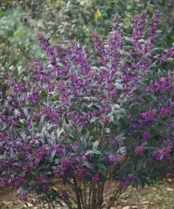 Pearl Glam Beautyberry Live Plant – Callicarpa – 4
