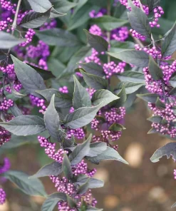 Pearl Glam Beautyberry Live Plant – Callicarpa – 4