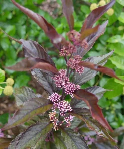 Pearl Glam Beautyberry Live Plant – Callicarpa – 4