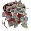 Pearl Moon Rosary Vine - Ceropegia woodii Live Plant - 2.5" Pot Indoor - Image 1