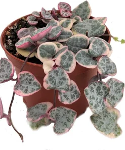 Pearl Moon Rosary Vine - Ceropegia woodii Live Plant - 2.5