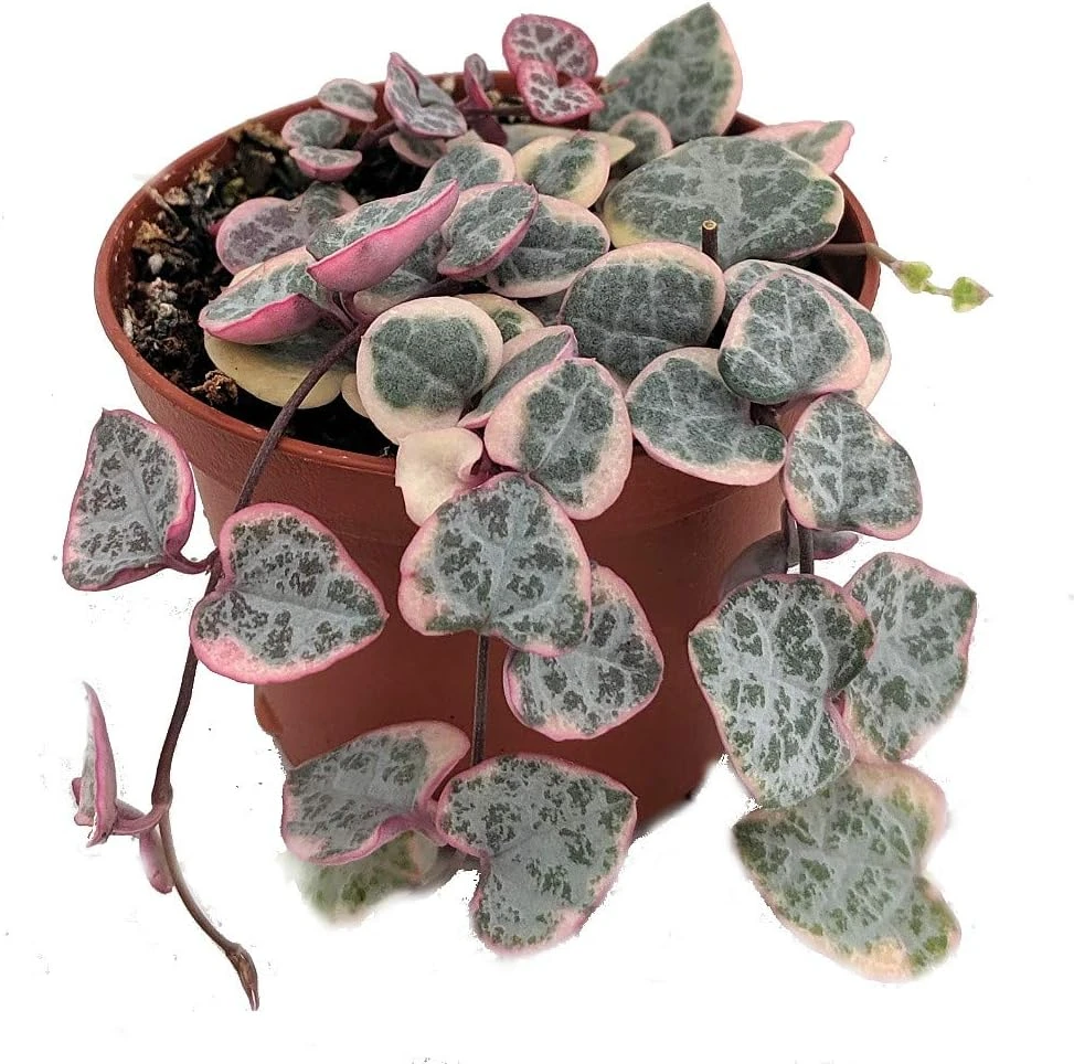 Pearl Moon Rosary Vine - Ceropegia woodii Live Plant - 2.5" Pot Indoor - Image 1