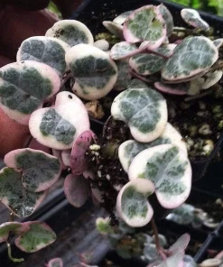 Pearl Moon Rosary Vine - Ceropegia woodii Live Plant - 2.5" Pot Indoor - Image 2