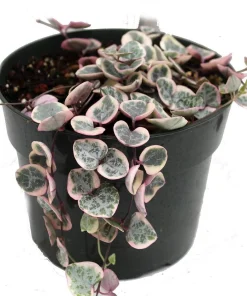 Pearl Moon Rosary Vine - Ceropegia woodii Live Plant - 2.5