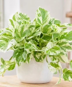 Pearls Pothos Live Plant - 4 Inch Pot, Variegated Indoor Trailing Houseplant - Image 2