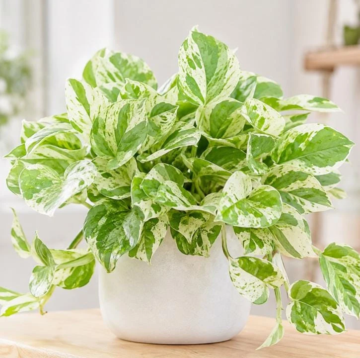 Pearls Pothos Live Plant - 4 Inch Pot, Variegated Indoor Trailing Houseplant - Image 2