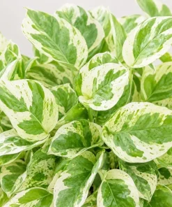 Pearls Pothos Live Plant - 4 Inch Pot, Variegated Indoor Trailing Houseplant - Image 3