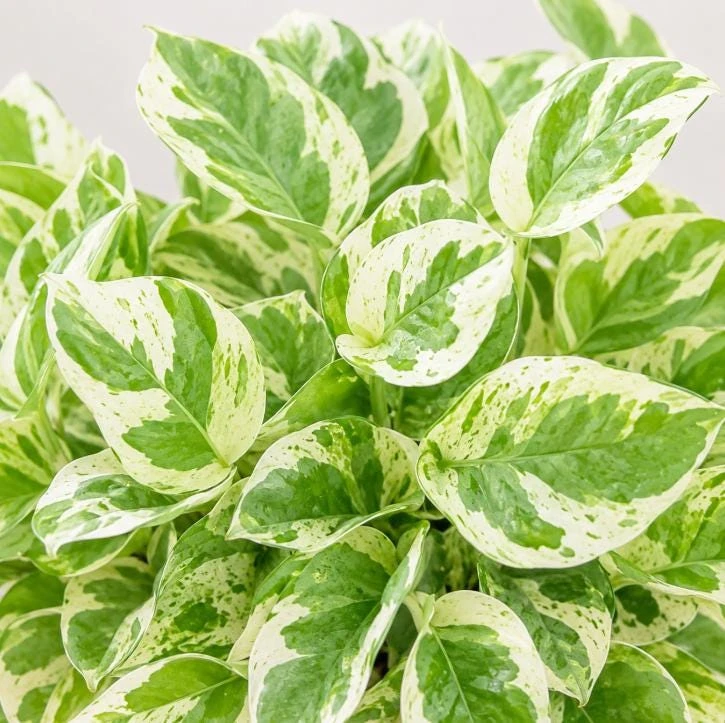 Pearls Pothos Live Plant - 4 Inch Pot, Variegated Indoor Trailing Houseplant - Image 3