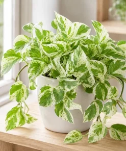 Pearls Pothos Live Plant - 4 Inch Pot, Variegated Indoor Trailing Houseplant - Image 4