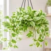 Pearls Pothos Live Plant - 4 Inch Pot, Variegated Indoor Trailing Houseplant - Image 1