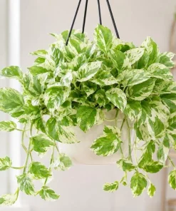 Pearls Pothos Live Plant - 4 Inch Pot, Variegated Indoor Trailing Houseplant - Image 1
