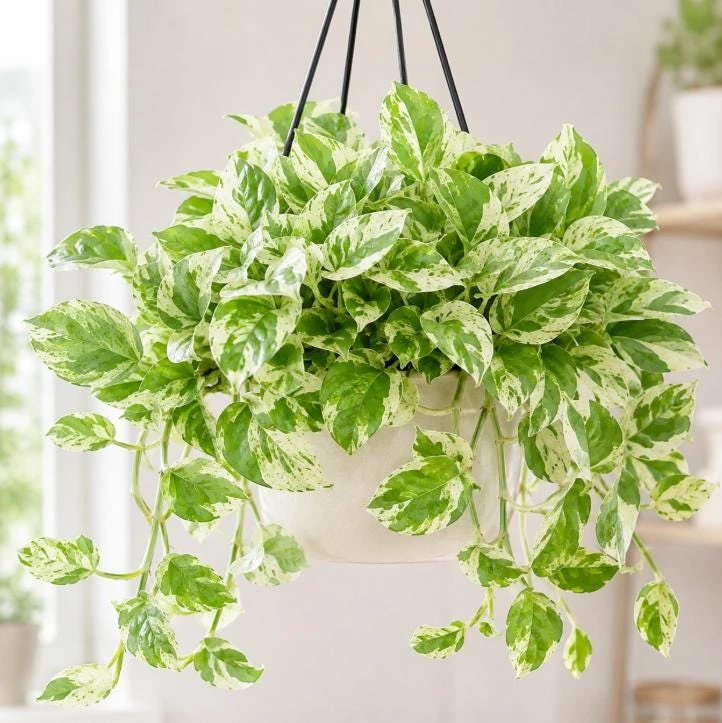 Pearls Pothos Live Plant - 4 Inch Pot, Variegated Indoor Trailing Houseplant - Image 1