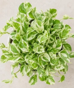 Pearls Pothos Live Plant - 4 Inch Pot, Variegated Indoor Trailing Houseplant - Image 5