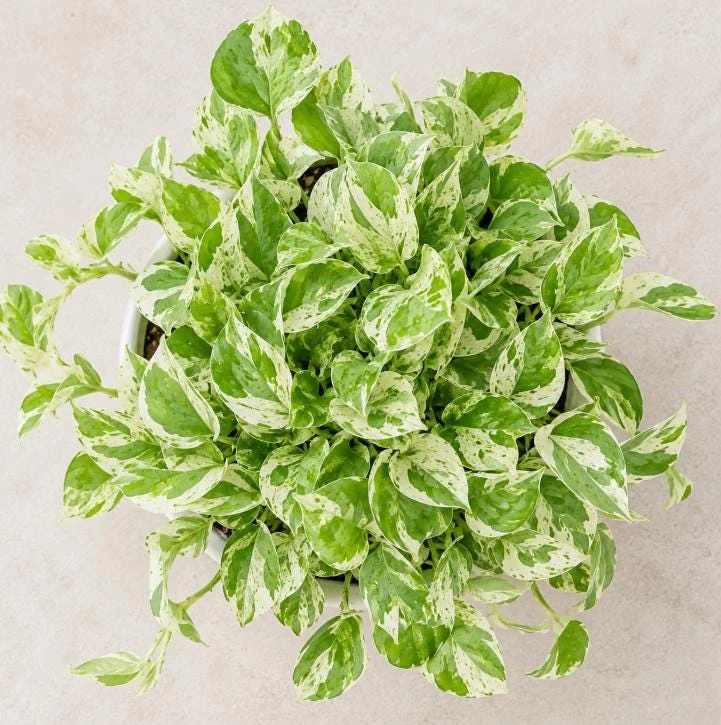 Pearls Pothos Live Plant - 4 Inch Pot, Variegated Indoor Trailing Houseplant - Image 5