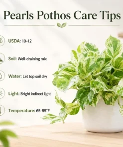 Pearls Pothos Live Plant - 4 Inch Pot, Variegated Indoor Trailing Houseplant - Image 6