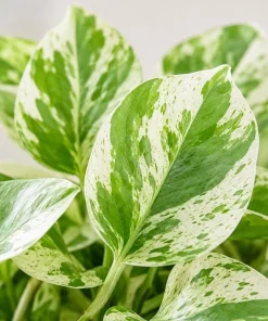 Pearls Pothos Live Plant - 4 Inch Pot, Variegated Indoor Trailing Houseplant - Image 7