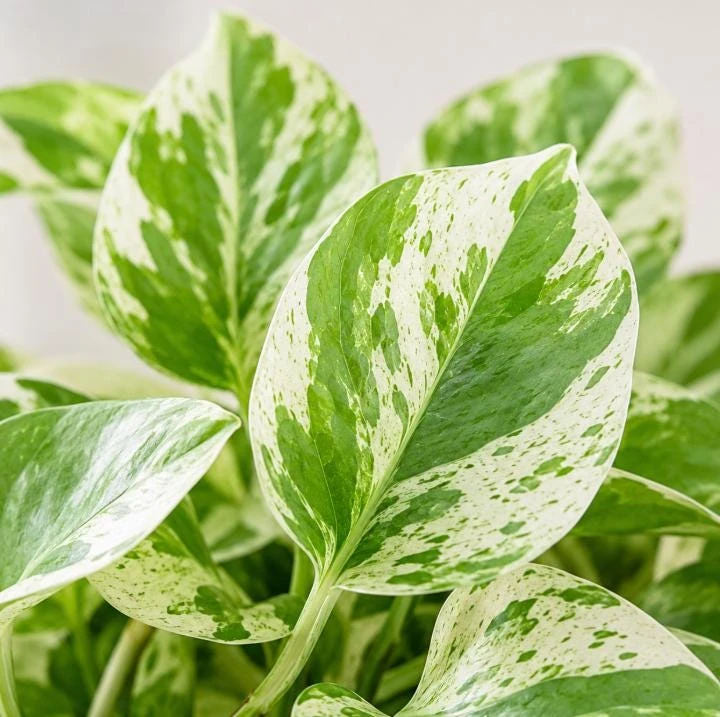 Pearls Pothos Live Plant - 4 Inch Pot, Variegated Indoor Trailing Houseplant - Image 7