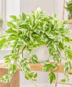 Pearls Pothos Live Plant - 4 Inch Pot, Variegated Indoor Trailing Houseplant - Image 8