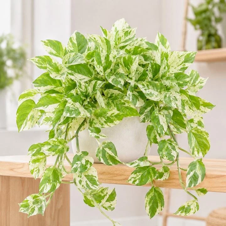 Pearls Pothos Live Plant - 4 Inch Pot, Variegated Indoor Trailing Houseplant - Image 8