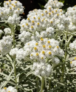 Pearly Everlasting Seeds - 100 Anaphalis Margaritacea Seeds - White Fragrant Butterfly Flower - Hardiness Zones 4-8 - Image 10