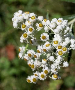Pearly Everlasting Seeds - 100 Anaphalis Margaritacea Seeds - White Fragrant Butterfly Flower - Hardiness Zones 4-8 - Image 11