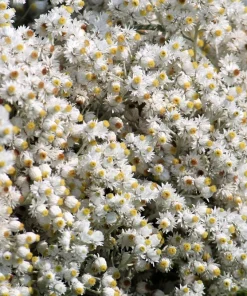 Pearly Everlasting Seeds - 100 Anaphalis Margaritacea Seeds - White Fragrant Butterfly Flower - Hardiness Zones 4-8 - Image 2