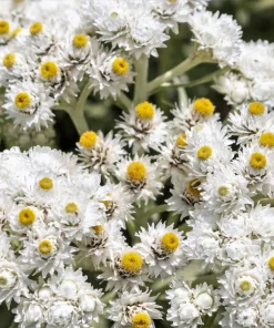 Pearly Everlasting Seeds - 100 Anaphalis Margaritacea Seeds - White Fragrant Butterfly Flower - Hardiness Zones 4-8 - Image 3