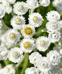 Pearly Everlasting Seeds - 100 Anaphalis Margaritacea Seeds - White Fragrant Butterfly Flower - Hardiness Zones 4-8 - Image 5