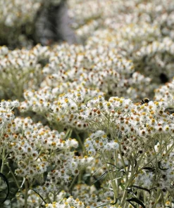 Pearly Everlasting Seeds - 100 Anaphalis Margaritacea Seeds - White Fragrant Butterfly Flower - Hardiness Zones 4-8 - Image 6