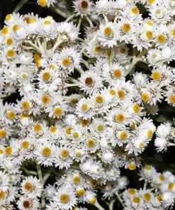 Pearly Everlasting Seeds - 100 Anaphalis Margaritacea Seeds - White Fragrant Butterfly Flower - Hardiness Zones 4-8 - Image 7