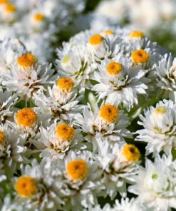 Pearly Everlasting Seeds - 100 Anaphalis Margaritacea Seeds - White Fragrant Butterfly Flower - Hardiness Zones 4-8 - Image 8