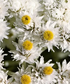 Pearly Everlasting Seeds - 100 Anaphalis Margaritacea Seeds - White Fragrant Butterfly Flower - Hardiness Zones 4-8 - Image 9