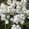 Pearly Everlasting Seeds - 100 Anaphalis Margaritacea Seeds - White Fragrant Butterfly Flower - Hardiness Zones 4-8 - Image 1