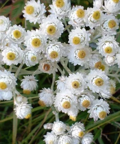 Pearly Everlasting Seeds - 100 Anaphalis Margaritacea Seeds - White Fragrant Butterfly Flower - Hardiness Zones 4-8 - Image 1