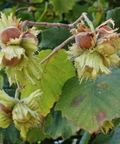 Pecan Nut Tree Live Plant – Gilbert Variety – 5 inch Pot – High-Yield Edible Pecans – Full Sun - Image 2